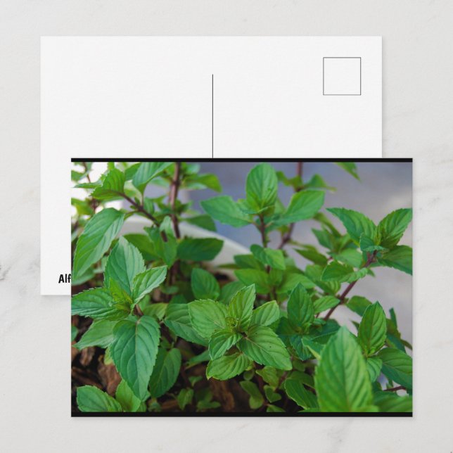 Carte Postale Plante de menthe herbacée (Devant / Derrière)