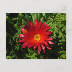 Carte Postale Plante de moquette couleur rouge à fleur de glace