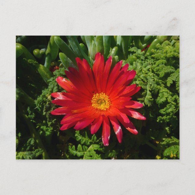 Carte Postale Plante de moquette couleur rouge à fleur de glace (Devant)
