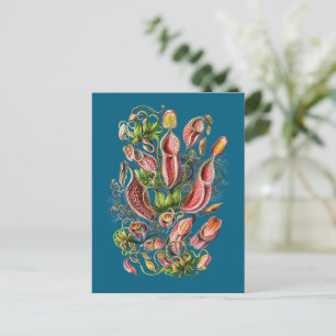 Carte Postale Plante de Pitcher (bleu)   Vintage Ernst Haeckel