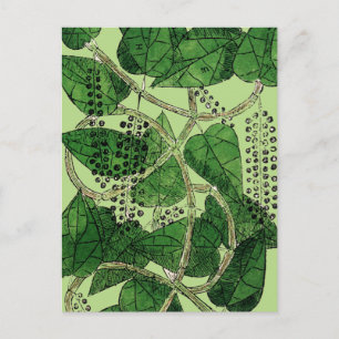 Carte Postale Plante de poivre noir, 1578