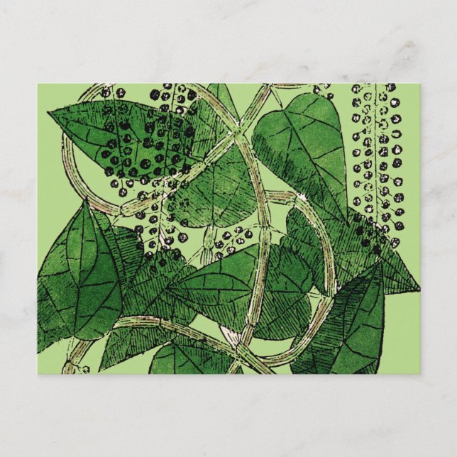 Carte Postale Plante de poivre noir, 1578 (Devant)