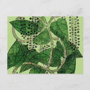 Carte Postale Plante de poivre noir, 1578