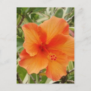 Carte Postale plante d'hibiscus hawaïen orange
