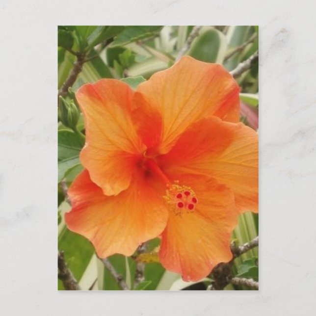 Carte Postale plante d'hibiscus hawaïen orange (Devant)