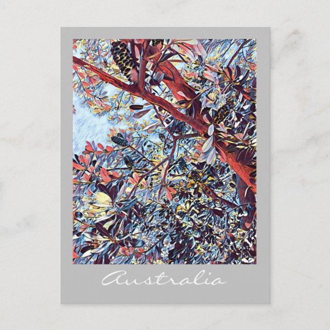 Carte Postale Plante d'origine de l'arbre australien Banksia (Devant)