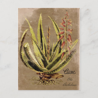 Carte Postale Plante en loe vintage