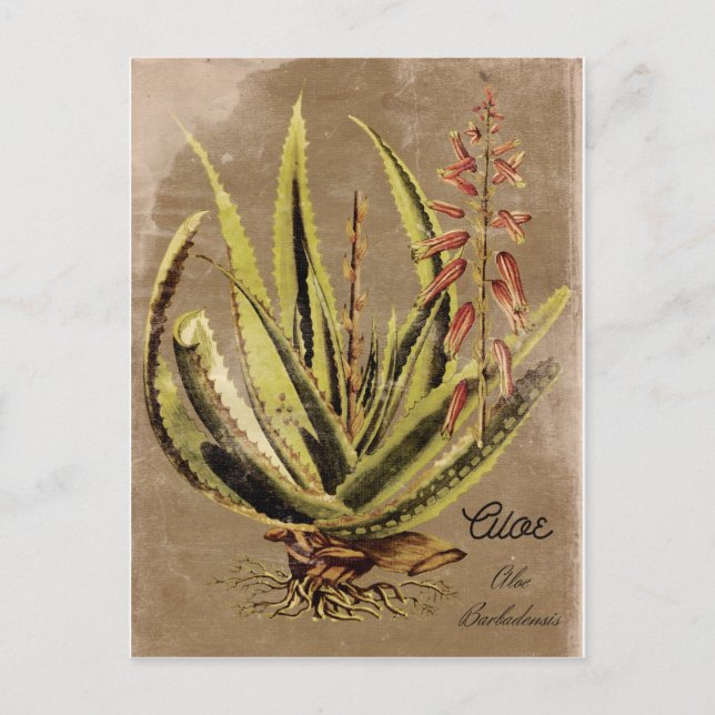 Carte Postale Plante en loe vintage (Devant)