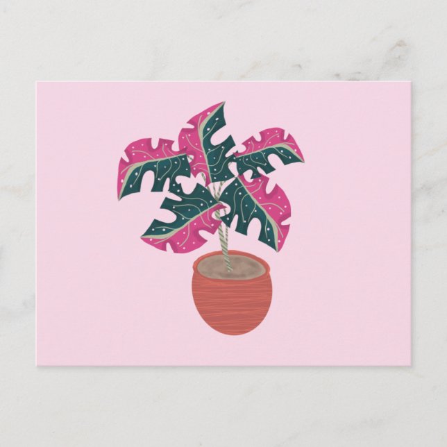 Carte Postale Plante en pot rose et verte panachée Monstera (Devant)