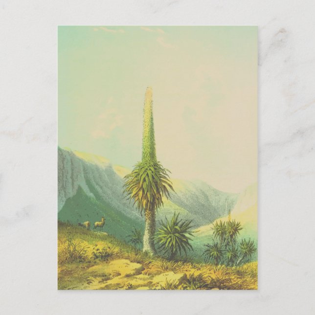 Carte Postale Plante exotique géant vintage (Devant)