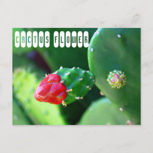 Carte Postale Plante Fleur de Cactus