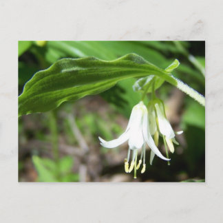 Carte Postale Plante forestier