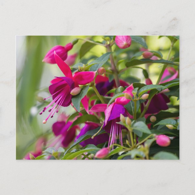 Carte Postale Plante Fuchsia (Devant)