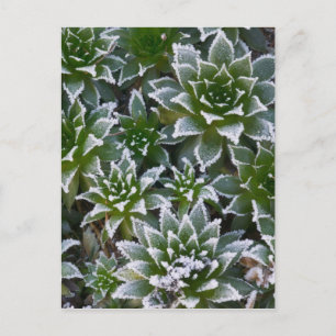 Carte Postale Plante grasse Hen & Chicks avec gelée au début