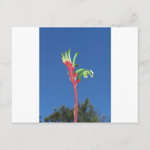 Carte Postale Plante KANGAROO PAW