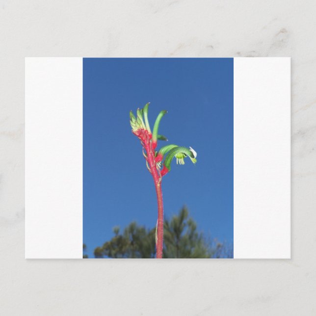Carte Postale Plante KANGAROO PAW (Devant)