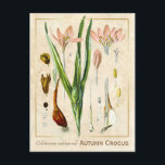 Carte Postale Plante médicinal vintage Automne Crocus Botanique<br><div class="desc">Prenez le charme d'hier avec les cartes postales vintages à base de plantes de Charmed Life, avec des lithographies allemandes de plantes et d'herbes médicinales de "Medizinal-Pflanzen" ou "Plantes médicinaux" de Franz Eugen Köhler, publiées en 1887. L'olchicum autumnale, communément appelé crocus d'automne, safran de prairie ou dames nues, est un...</div>