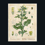 Carte Postale Plante médicinal vintage Aztec Tabac Botanique<br><div class="desc">Prenez le charme d'hier avec les cartes postales vintages à base de plantes de Charmed Life, avec des lithographies allemandes de plantes et d'herbes médicinales de "Medizinal-Pflanzen" ou "Plantes médicinaux" de Franz Eugen Köhler, publiées en 1887. Nicotiana rustica, tabac aztèque ou tabac fort, appelé ucuch dans le sud du Mexique...</div>