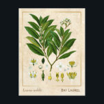 Carte Postale Plante médicinal vintage Baie Laurel Herb Botaniqu<br><div class="desc">Prenez le charme d'hier avec les cartes postales vintages à base de plantes de Charmed Life, avec des lithographies allemandes de plantes et d'herbes médicinales de "Medizinal-Pflanzen" ou "Plantes médicinaux" de Franz Eugen Köhler, publiées en 1887. Laurus nobilis est un arbre à feuillage persistant aromatique ou un grand arbuste aux...</div>