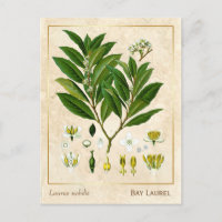 Plante médicinal vintage Baie Laurel Herb Botaniqu
