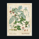 Carte Postale Plante médicinal vintage Botanique de framboise ro<br><div class="desc">Prenez le charme d'hier avec les cartes postales vintages à base de plantes de Charmed Life, avec des lithographies allemandes de plantes et d'herbes médicinales de "Medizinal-Pflanzen" ou "Plantes médicinaux" de Franz Eugen Köhler, publiées en 1887. Rubus idaeus (framboise, aussi appelée framboise rouge ou parfois framboise européenne pour la distinguer...</div>