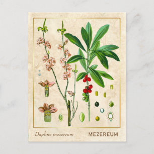 Carte Postale Plante médicinal vintage Février Daphne Botanique