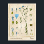 Carte Postale Plante médicinal vintage Flax Linseed Botanique<br><div class="desc">Prenez le charme d'hier avec les cartes postales vintages à base de plantes de Charmed Life, avec des lithographies allemandes de plantes et d'herbes médicinales de "Medizinal-Pflanzen" ou "Plantes médicinaux" de Franz Eugen Köhler, publiées en 1887. Flax (Linum usitatissimum), aussi connu sous le nom de lin commun ou lin, est...</div>