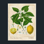 Carte Postale Plante médicinal vintage Fruit citron Botanique<br><div class="desc">Prenez le charme d'hier avec les cartes postales vintages à base de plantes de Charmed Life, avec des lithographies allemandes de plantes et d'herbes médicinales de "Medizinal-Pflanzen" ou "Plantes médicinaux" de Franz Eugen Köhler, publiées en 1887. Le citron, Citrus limon (L.) Osbeck est une espèce de petit arbre à feuillage...</div>