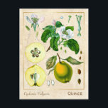 Carte Postale Plante médicinal vintage Quince Fruit Botanique<br><div class="desc">Prenez le charme d'hier avec les cartes postales vintages à base de plantes de Charmed Life, avec des lithographies allemandes de plantes et d'herbes médicinales de "Medizinal-Pflanzen" ou "Plantes médicinaux" de Franz Eugen Köhler, publiées en 1887. Le coing est le seul membre du genre Cydonia de la famille Rosaceae (qui...</div>