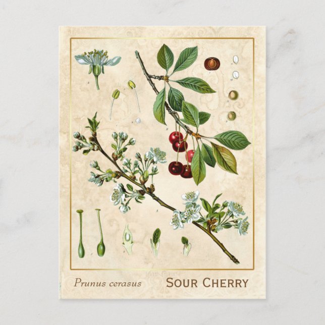 Carte Postale Plante médicinal vintage Red Cherry Botanique (Devant)