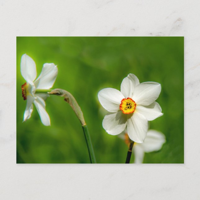 Carte Postale Plante Narcissus (Devant)