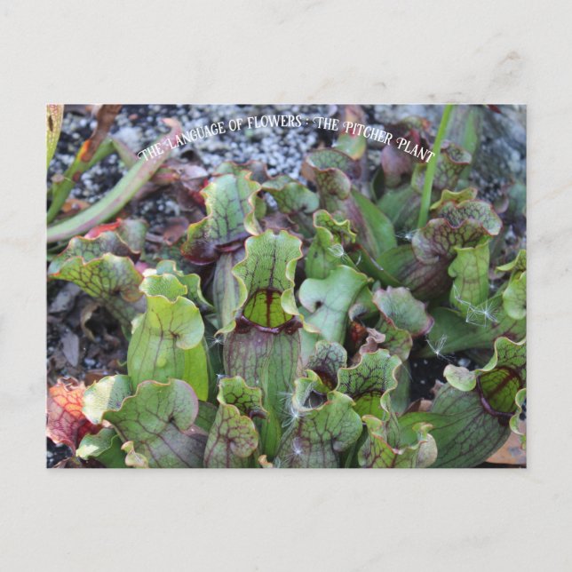 Carte Postale Plante Pitcher (Devant)