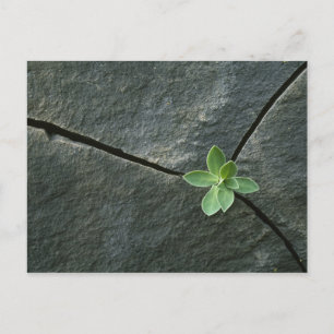 Carte Postale Plante qui cultive dans une sangle fissurée