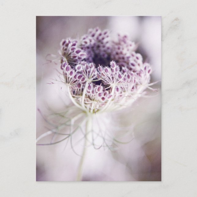Carte Postale plante sauvage (Devant)