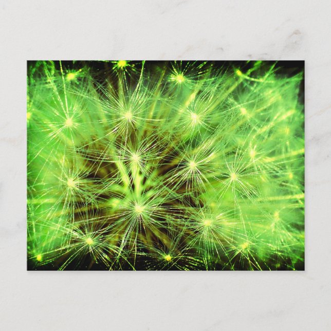 Carte Postale Plante spatial - Dandelion près Lomo (Devant)