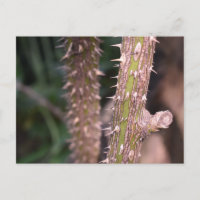 Plante Stem Thorns Nature Park Photographie