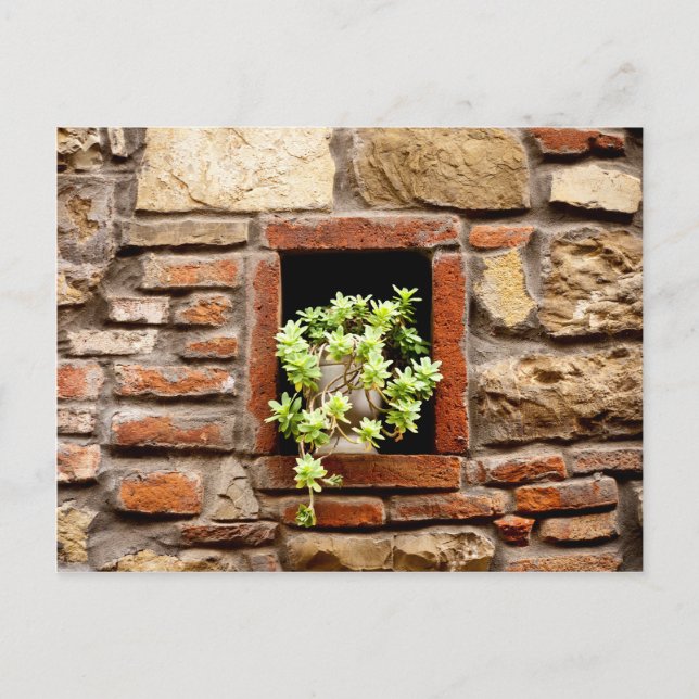 Carte Postale Plante succulent dans un mur de briques (Devant)