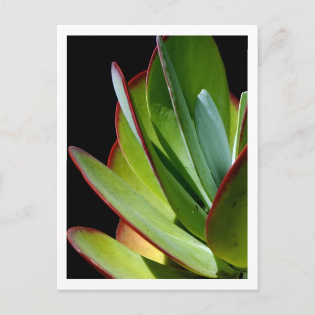 Carte Postale Plante succulente du désert  (Devant)