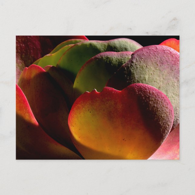 Carte Postale Plante succulente du désert  (Devant)