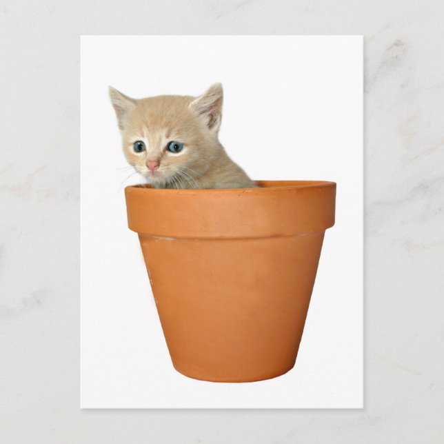 Carte Postale Plante un peu d'amour (Devant)