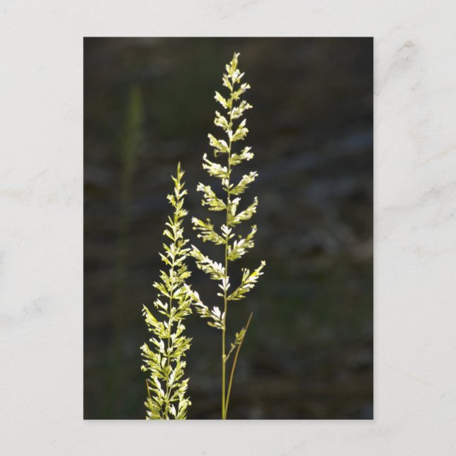 Carte Postale Plante vert (Devant)