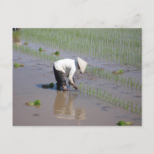 Carte Postale Planter du riz dans les champs du Vietnam (Devant)