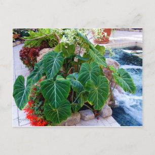 Carte Postale Plantes de conteneur Oreille d'Éléphant Jardin Pho