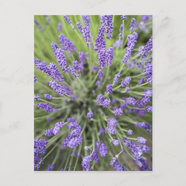 Carte Postale Plantes de lavande (Devant)