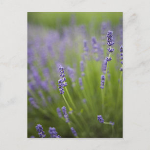 Carte Postale Plantes de lavande 2