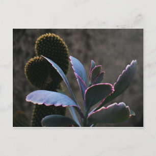 Carte Postale Plantes du désert