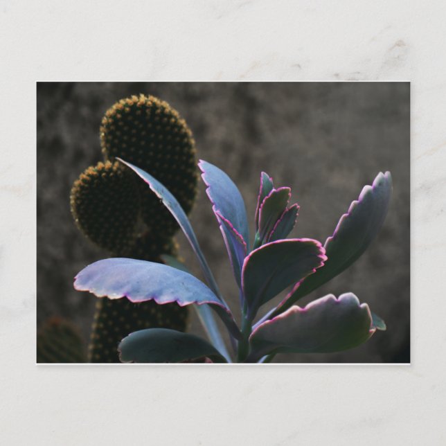 Carte Postale Plantes du désert (Devant)