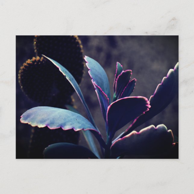 Carte Postale Plantes du désert (Devant)