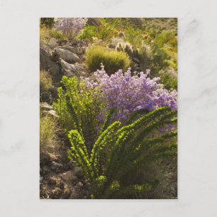 Carte Postale plantes du désert de Chihuahuan en fleurs