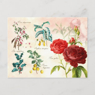 Carte Postale Plantes floraux illustrés